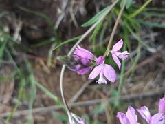 Polygala comosa