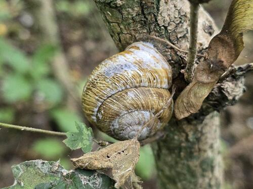 Caucasotachea atrolabiata