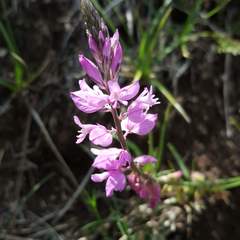 Polygala comosa