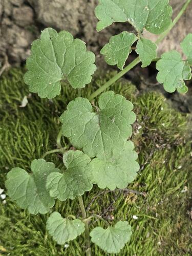ground-ivy