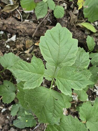 guelder-rose