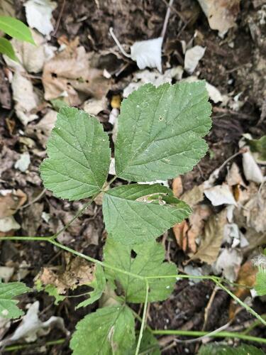 European dewberry
