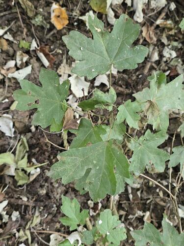 field maple