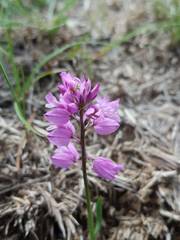 Polygala comosa
