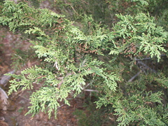 Juniperus monticola