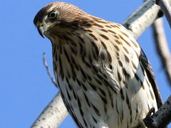 Accipiter cooperii