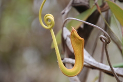 Nepenthes madagascariensis
