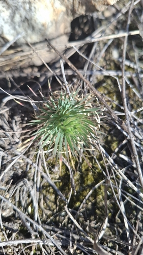 Psammotropha myriantha, 2026-08-29