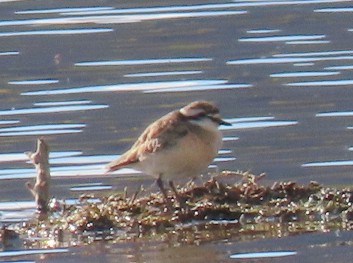 iNaturalist image