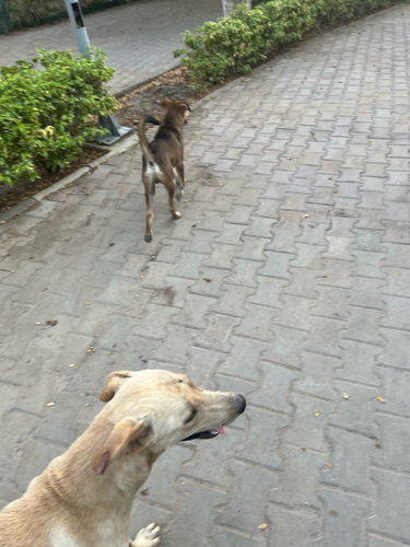 Domestic Dog