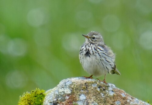 Meadow Pipit