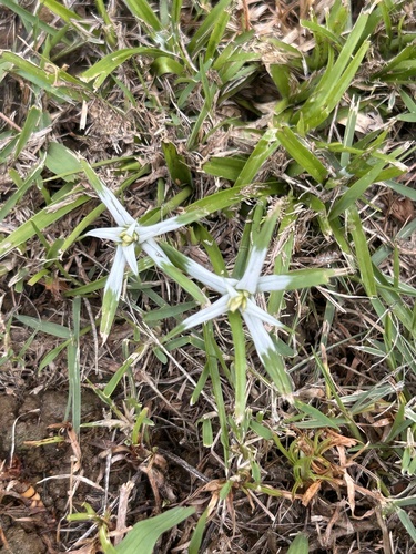 Rhynchospora pura, 2026-09-03