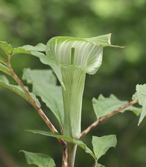 Arisaema pseudoangustatum