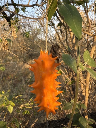 Cucumis metuliferus