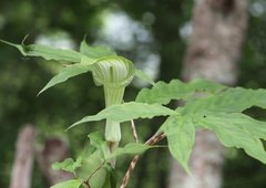Arisaema pseudoangustatum