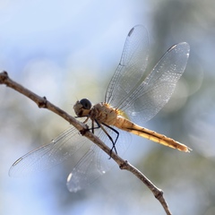 Brachymesia
