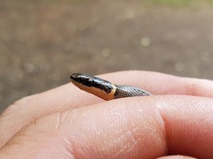 Diadophis punctatus stictogenys