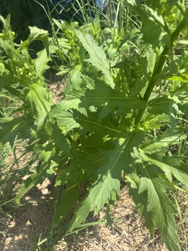 American burnweed