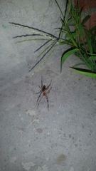 Latrodectus geometricus