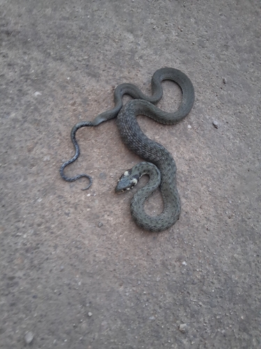 grass snake