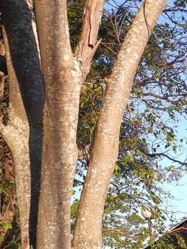 Lineated Woodpecker