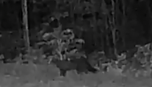 Fisher observed by ryefieldd