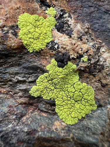 Pleopsidium chlorophanum