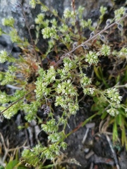 Scleranthus perennis