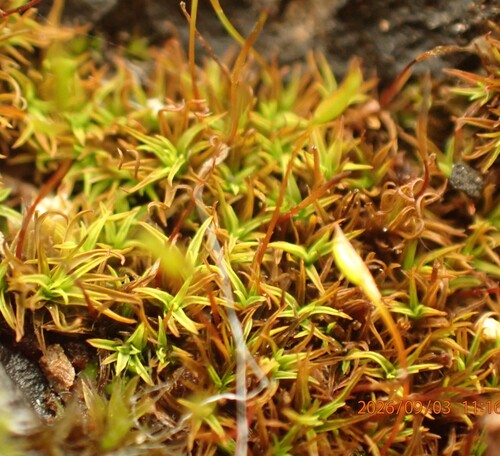 Bryoerythrophyllum recurvirostrum observed 2026-09-03