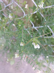 Vicia hirsuta