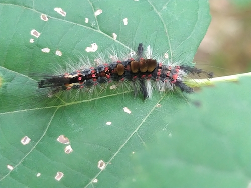 Rusty Tussock Moth