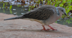 Streptopelia chinensis