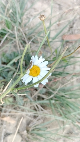 Anacyclus clavatus