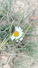 Anacyclus clavatus