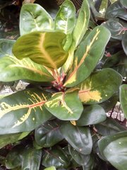 Codiaeum variegatum