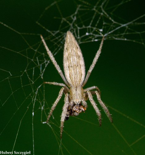 Eustala illicita