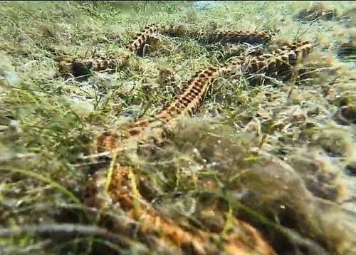 Snake Sea Cucumber