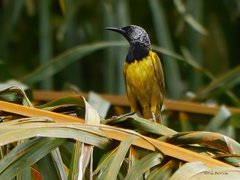 Hypergerus atriceps