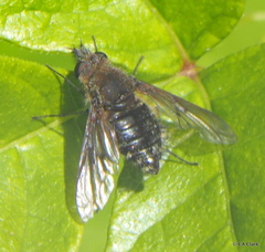 Conophorus