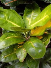 Codiaeum variegatum