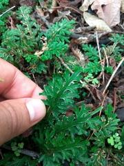 Selaginella convoluta