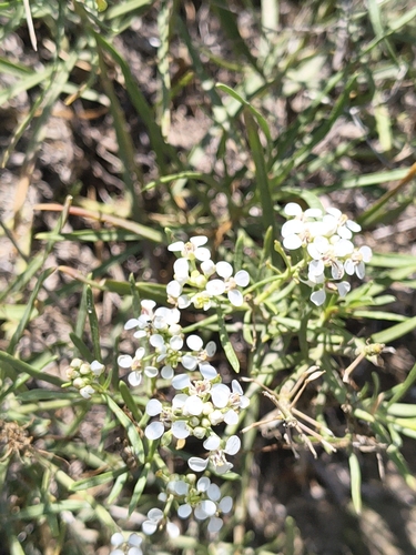 Mesa Pepperwort
