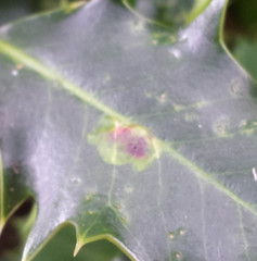 Phytomyza ilicis
