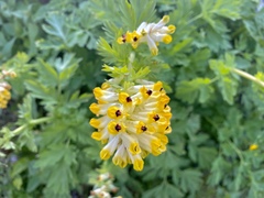 Corydalis nobilis