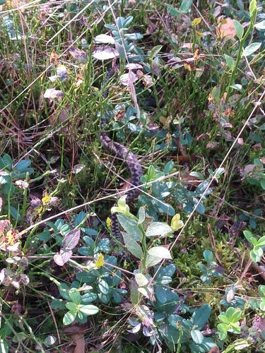 Adder