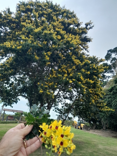 Brazilwood
