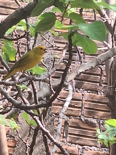 Saffron Finch