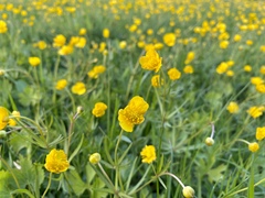 Ranunculus auricomus