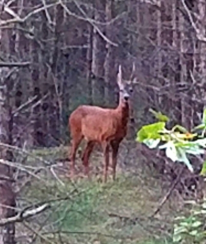 Western Roe Deer