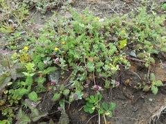Trifolium macraei